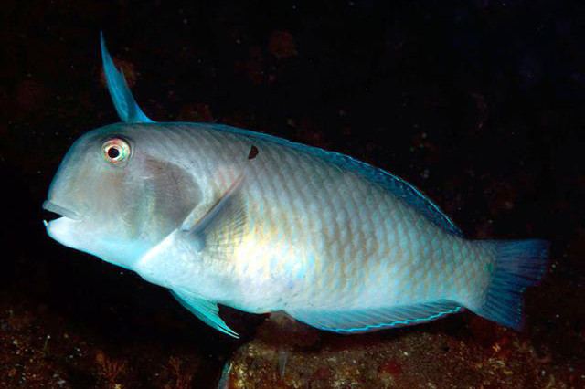 Cá bàng chài công được tìm thấy từ Biển Đỏ và Đông Phí (Natal) đến quần đảo Society, phía bắc đến phía nam Nhật Bản và Hawaii, phía Nam đến New Caledonia, Đảo Lord Howe và New South Wales, Australia. Ảnh: fishesofaustralia.