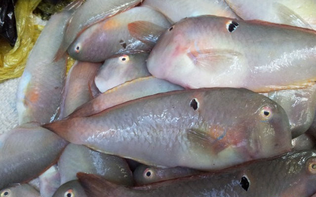 Cá bàng chài công có thân bầu dục dài và dẹp 2 bên, phần đầu không có vảy, nhìn nghiêng đầu tương đối vuông ở mũi, miệng giống chim vẹt. Ảnh: haisanmiennam.