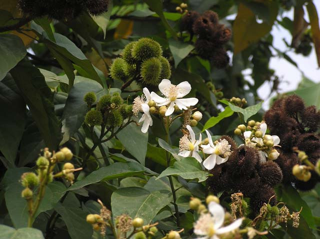 Điều nhuộm là cây gỗ nhỏ, lá đơn nhẵn, hoa tương đối lớn, có màu tía hay trắng, quả nang màu đỏ tím, bao bọc bởi gai cứng, mọc thành chùm, mỗi quả có khoảng 50 hạt. Ảnh: flickr.