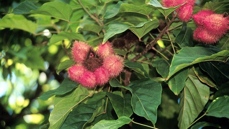 Hạt điều nhuộm còn được thổ dân châu Mỹ sử dụng từ rất lâu để làm thuốc màu vẽ lên cơ thể, đặc biệt là môi. Ảnh: ydhvn.