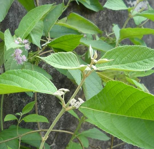 Cây nàng nàng mọc nhiều ở các tỉnh miền núi như: Yên Bái, Lào Cai, Tuyên Quang, Ninh Bình, Nghệ An, Hà Tĩnh, Quảng Nam, Lâm Đồng. Ảnh: trungtamduoclieu.