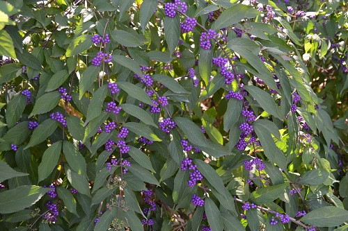 Trên thế giới, cây nàng nàng còn phân bố ở Philipines, ở các nước nhiệt đới châu Á. Ảnh: namlimxanh.