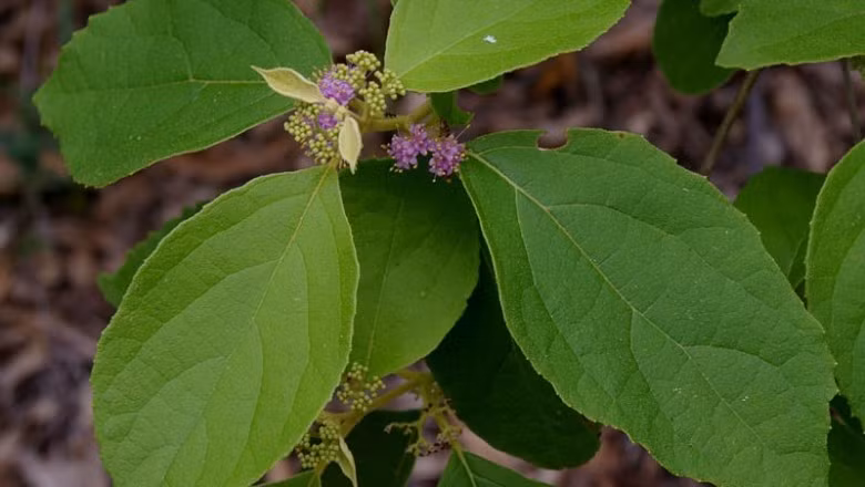 Tất cả các bộ phận của cây nàng nàng gồm thân, lá, rễ đều được sử dụng làm thuốc. Ảnh: ydhvn.