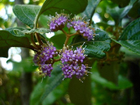 Cây nàng nàng là một vị thuốc được nhân dân dùng chữa phụ nữ sau sinh kém ăn, da vàng bệnh vàng da và để bồi dưỡng. Ảnh: tracuuduoclieu.