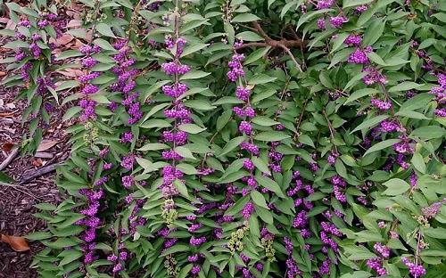 Cây nàng nàng là loại cây nhỏ, lá mọc đối, hình mác hai đầu nhọn, mép có răng cưa, hoa rất nhỏ màu hồng nhạt mọc thành xim ở kẽ lá, quả hình cầu, nhẵn, màu tía. Ảnh: namlimxanh.