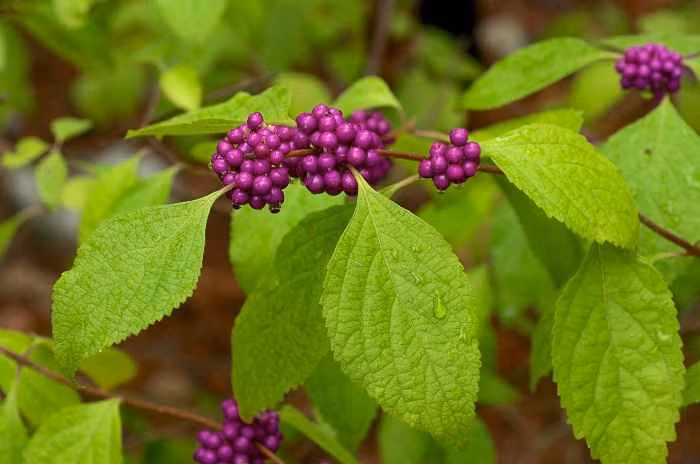  Cây nàng nàng có tên khoa học là Callicarpa cana L. Cây còn có tên gọi khác là cây trứng ếch bởi chùm quả nàng nàng có hình dáng giống trứng ếch. Ảnh: caythuoc.
