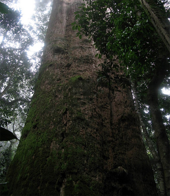Gỗ cây sa mu được dùng rất nhiều trong đóng tàu thuyền và những đồ dụng nội thất, đồ dùng gia dụng. Ảnh: xhomesg.