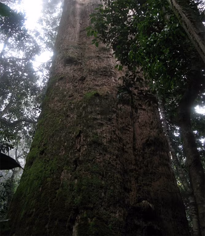 Gỗ cây sa mu được dùng rất nhiều trong đóng tàu thuyền và những đồ dụng nội thất, đồ dùng gia dụng. Ảnh: xhomesg.