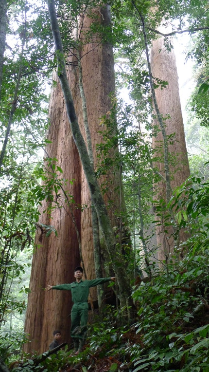 Cây sa mu có lá hình ngọn giáo với răng cưa rất sắc. Cây ra hoa từ tháng 3-4, quả chín tháng 10-11, khi chín quả chuyển màu vàng nhạt. Ảnh: noithatvhome.