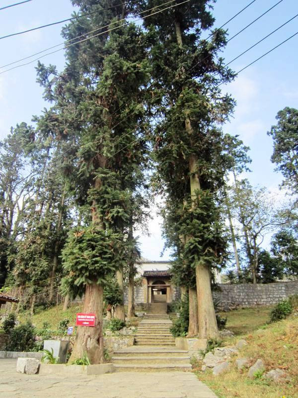  Cây sa mu có tên khoa học là Cunninghamia lanceolata. Đây là cây gỗ lớn, cao trên 30m, đường kính có thể tới trên 2m, thân cây tròn và rất thẳng, vỏ có màu nâu hoặc xám nâu, nứt dọc. Ảnh: noithatanhung.