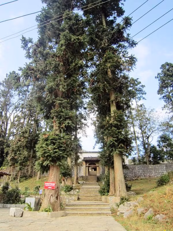  Cây sa mu có tên khoa học là Cunninghamia lanceolata. Đây là cây gỗ lớn, cao trên 30m, đường kính có thể tới trên 2m, thân cây tròn và rất thẳng, vỏ có màu nâu hoặc xám nâu, nứt dọc. Ảnh: noithatanhung.