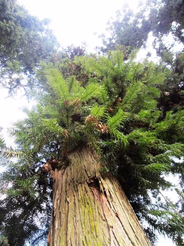 Không những vậy, cây sa mu có hình dáng đẹp nên có thể dùng tạo cây cảnh trong khu du lịch, nơi công cộng. Ảnh: tapchitaichinh.