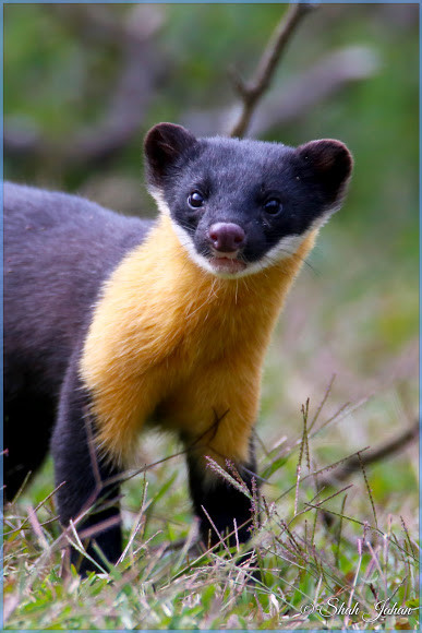 Chiếc đuôi của chồn ngực vàng Nilgiri có vai trò quan trọng giúp chúng giữ thăng bằng khi leo trèo, nhảy nhót trên cây. Ảnh: mongabay.