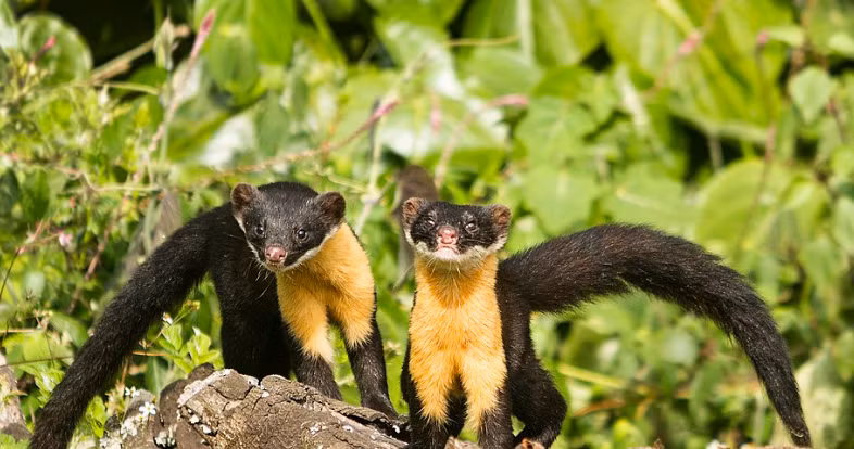 Chồn ngực vàng Nilgiri là loài ăn khá tạp. Thức ăn của chúng đa dạng từ các loài chim nhỏ đến côn trùng. Ảnh: wikiwand.