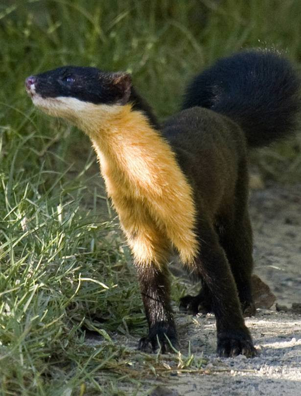 Chồn ngực vàng Nilgiri được xem là "công nhân" chủ chốt được người dân địa phương nuôi giữ để sản xuất ra trà, cà phê chồn. Ảnh: googleusercontent.