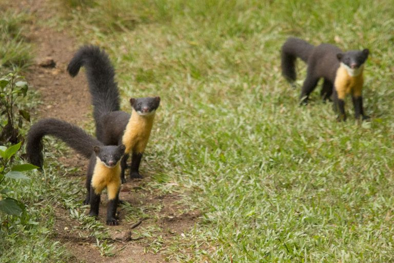 Đôi khi chồn ngực vàng Nilgiri rất tham ăn. Chúng có thể đi cướp bóc tổ ong nhằm ăn ấu trùng ong hay có khi lại "xơi" luôn cả loài sóc khổng lồ Ấn Độ. Ảnh: blogspot.