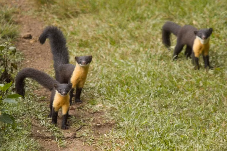 Đôi khi chồn ngực vàng Nilgiri rất tham ăn. Chúng có thể đi cướp bóc tổ ong nhằm ăn ấu trùng ong hay có khi lại "xơi" luôn cả loài sóc khổng lồ Ấn Độ. Ảnh: blogspot.