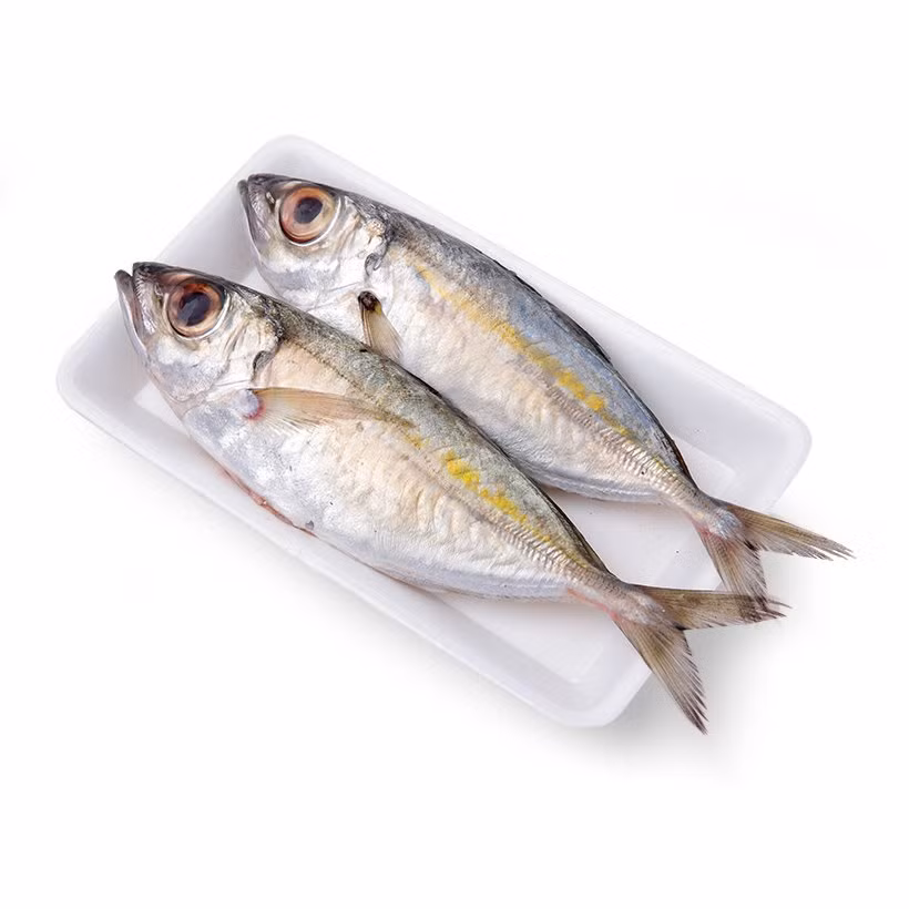 Tại Việt Nam, cá say phân bố ở vịnh Bắc Bộ, Trung Bộ và Đông,Tây Nam Bộ. Ảnh: adayroi.