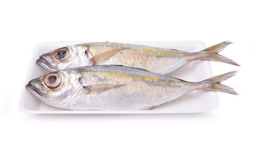 Cá say có thể khai thác quanh năm và được đánh bắt bằng lưới vây, vó, lưới kéo đáy. Ảnh: daihoanggia.