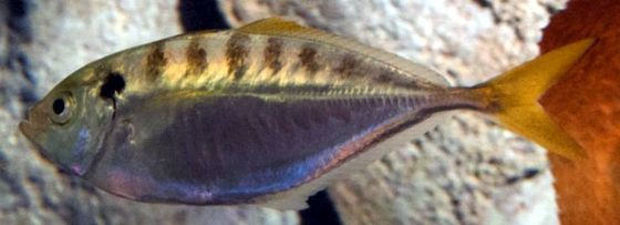 Cá say thuộc nhóm đẻ trứng. Mùa vụ sinh sản từ tháng giêng đến tháng 9, cao điểm vào tháng 2, tháng 6, và tháng 8. Ảnh: wikimedia.