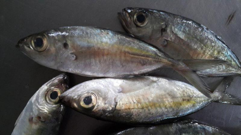 Cá say ăn động vật phù du, giáp xác, cá nhỏ. Ảnh: haisantuoingon.