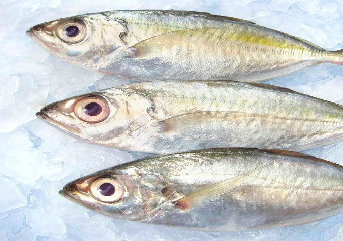 Trên thế giới, cá say phân bố ở vùng nước ven biển từ Pakistan đến Sri Lanka; bờ biển phía đông của Ấn Độ, đảo Đài Loan, Okinawa ở Nhật Bản, Philippines, Papua New Guinea và Úc. Ảnh: adayroi.