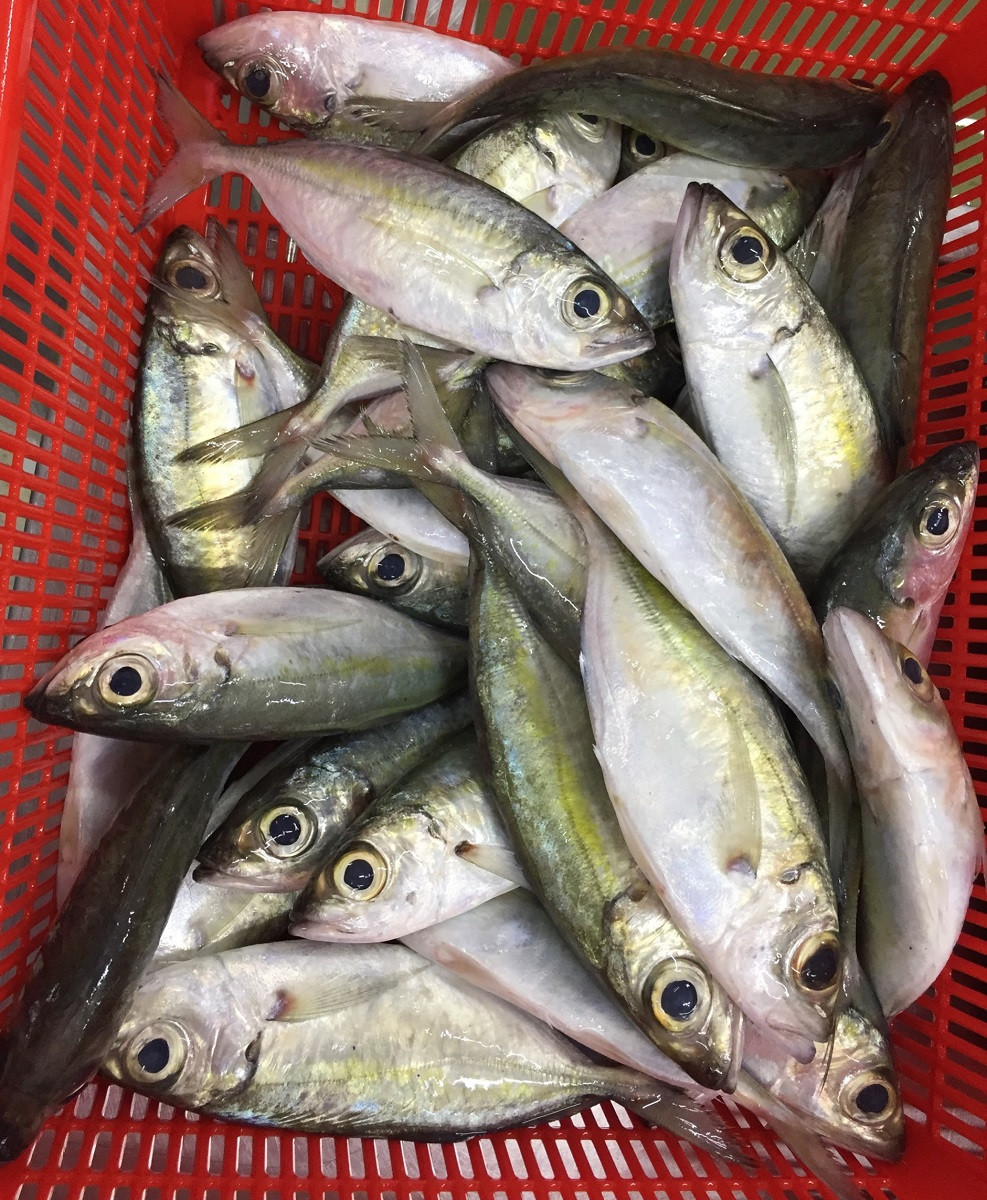 Phần lưng của cá say có màu xanh, phần bụng màu trắng. Góc trên nắp mang có một vết đen. Ảnh: adayroi.