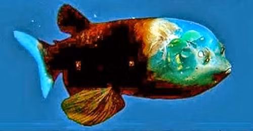 Thậm chí, đôi mắt của các mắt thùng còn có thể xoay được, cho phép chúng nhìn thẳng về phía trước hoặc nhìn lên phía trên để quan sát mọi thứ trên đỉnh đầu. Ảnh: blogspot.