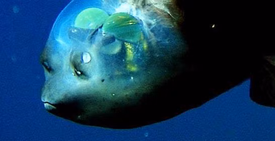 Đôi mắt của cá mắt thùng cực kỳ nhạy sáng và chứa sắc tố màu xanh lục, giúp chúng có thể tồn tại dưới đáy biển sâu khi săn mồi và trốn kẻ thù. Ảnh: uniradio.