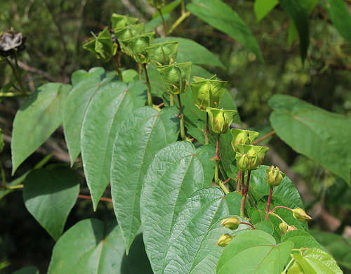 Trên thế giới, cây tai mèo phân bố từ Ấn Độ, qua Nam Trung Quốc, các nước Nam Á châu tới Bắc Úc. Ảnh: lamcanh.