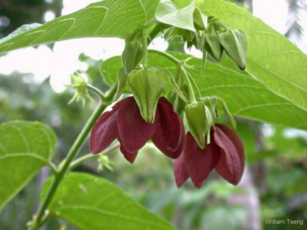 Lá non và lá bánh tẻ của cây tai mèo được tước bỏ gân cứng, vò kỹ, thái nhỏ để nấu canh. Canh tai mèo có vị nhớt, mùi thơm như rau bí. Ảnh: blogger.