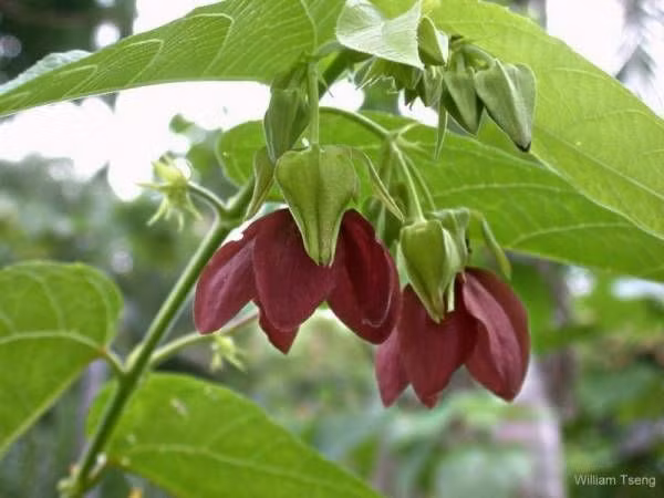 Lá non và lá bánh tẻ của cây tai mèo được tước bỏ gân cứng, vò kỹ, thái nhỏ để nấu canh. Canh tai mèo có vị nhớt, mùi thơm như rau bí. Ảnh: blogger.