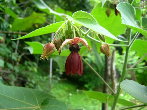 Ở Việt Nam, cây tai mèo thường mọc hoang ở các đồi cây bụi và các bãi ven suối trong rừng nhiều nơi. Nó cũng thường được trồng lấy sợi vỏ làm dây chống ẩm tốt. Ảnh: ydvn.