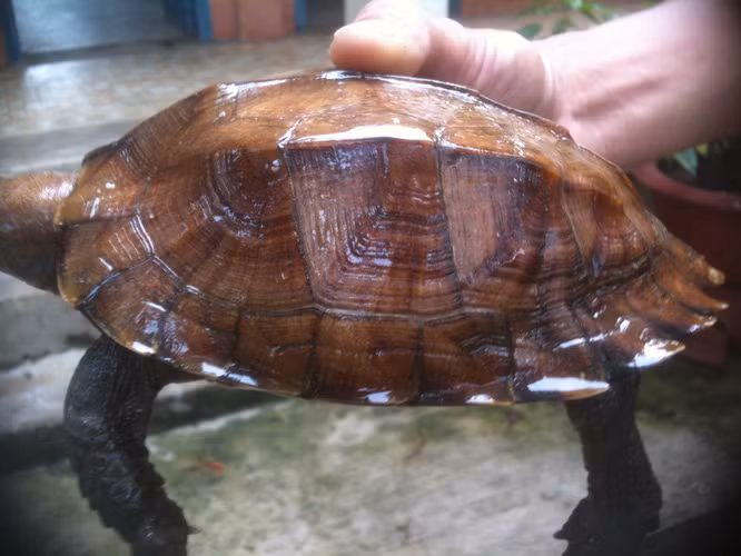 Rùa sa nhân thường giao phối và kiếm ăn vào mùa xuân và hạ khi thời tiết ấm áp. Đến mùa đông, khi nhiệt độ xuống thấp chúng sẽ ngủ đông. Ảnh: vietnamforestry.