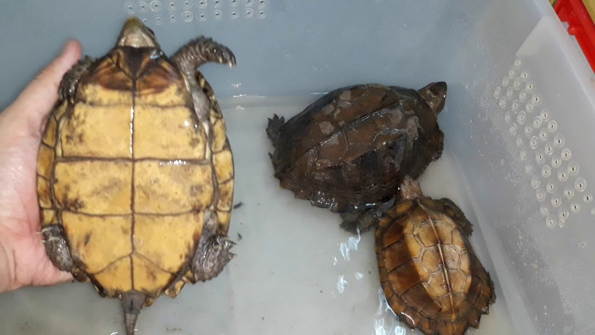 Rùa sa nhân có kích cỡ thuộc loại trung bình, kích thước các con đực sẽ dài hơn con cái. Ảnh: ytimg.