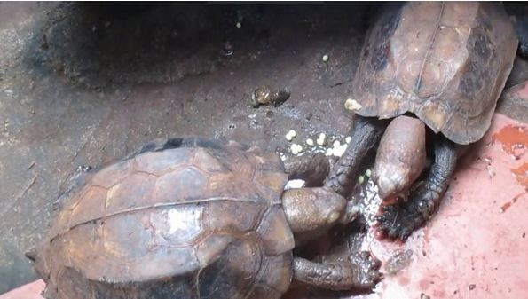 Rùa sa nhân là loài vật ăn cỏ. Thức ăn của chúng nhiều loài thực vật nhỏ hoặc trái cây rụng. Đôi khi chúng ăn ốc, giun. Ảnh: thoatvidiadem.