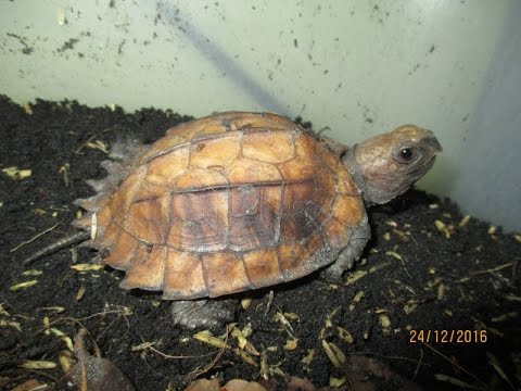 Rùa sa nhân có mai dài khoảng 18cm màu vàng hoặc nâu sáng, phần lưng có 3 gờ nổi sẵn, mắt đỏ, chi trước sau có 4 ngón, chi trước có 5 ngón, chân màu nâu đen. Ảnh: ytimg.