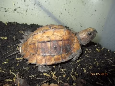 Rùa sa nhân có mai dài khoảng 18cm màu vàng hoặc nâu sáng, phần lưng có 3 gờ nổi sẵn, mắt đỏ, chi trước sau có 4 ngón, chi trước có 5 ngón, chân màu nâu đen. Ảnh: ytimg.