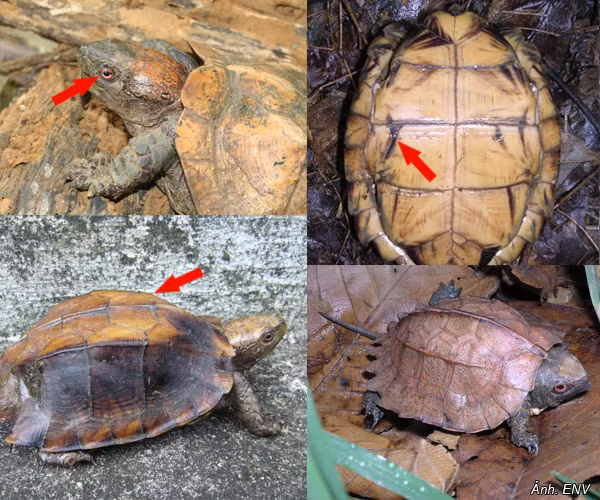 Trên thế giới, rùa sa nhân phân bố chủ yếu ở phía Đông Ấn Độ, Trung Quốc, Lào. Tại Việt Nam, chúng thường phân bố ở các vùng như Lào Cai, Thái Nguyên, Vĩnh Phúc, Hoà Bình, Ninh Bình, Thanh Hoá, Nghệ An. Ảnh: thiennhien.