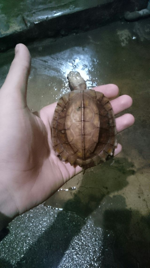 Rùa sa nhân cũng đã được liệt kê vào danh sách những loài đang bị đe dọa bởi Liên Minh Bảo Tồn Thiên Nhiên Quốc Tế (IUCN). Ảnh: lozi.