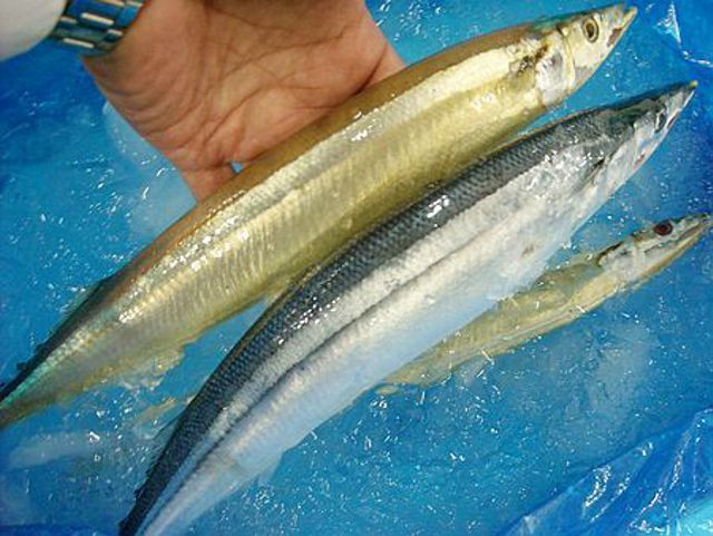 Ngoài ra, cá thu đao có thể dùng làm sashimi, chiên xù, nấu cùng cơm và nấm hoặc xào với mì...Ảnh: wordpress.