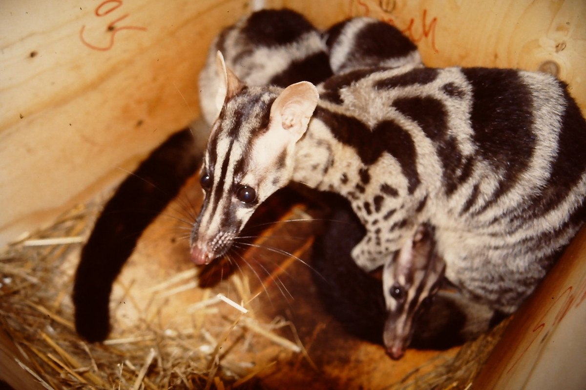 Tại Việt Nam, cầy vằn bắc phân bố rộng các tỉnh miền núi trong nước như Lào Cai, Yên Bái, Tuyên Quang, Lạng Sơn, Phú Thọ, Hoà Bình, Gia Lai, Lâm Đồng. Ảnh: zoochat.