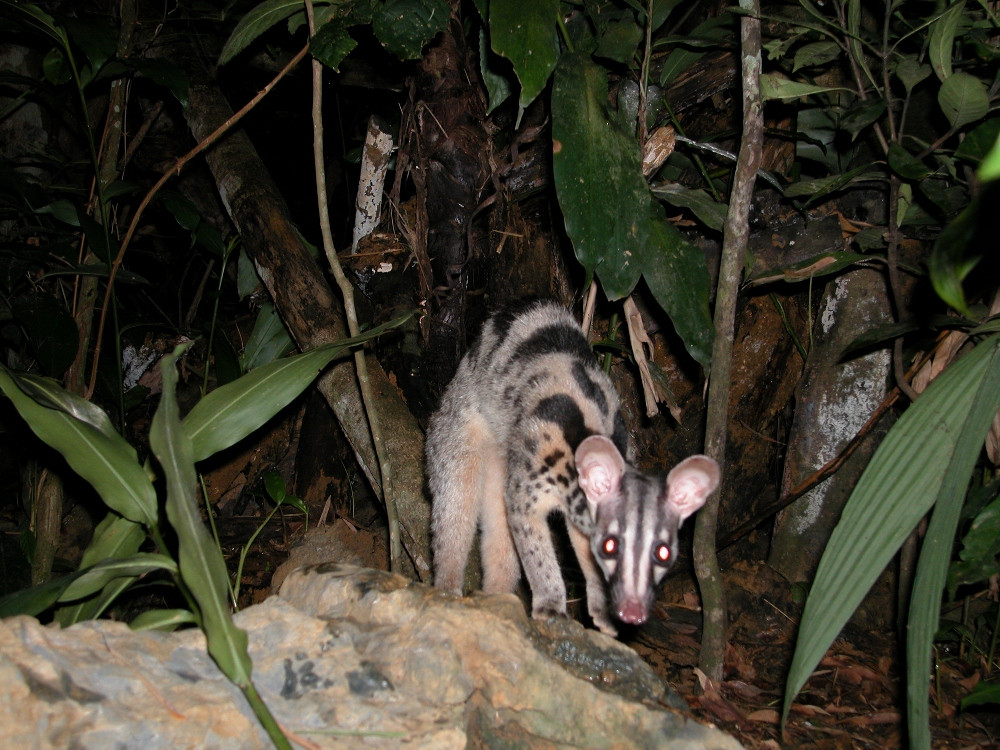 Cầy vằn bắc sống độc thân, hoạt động ban đêm, kiếm ăn ban đêm. Ảnh: iucnredlist.