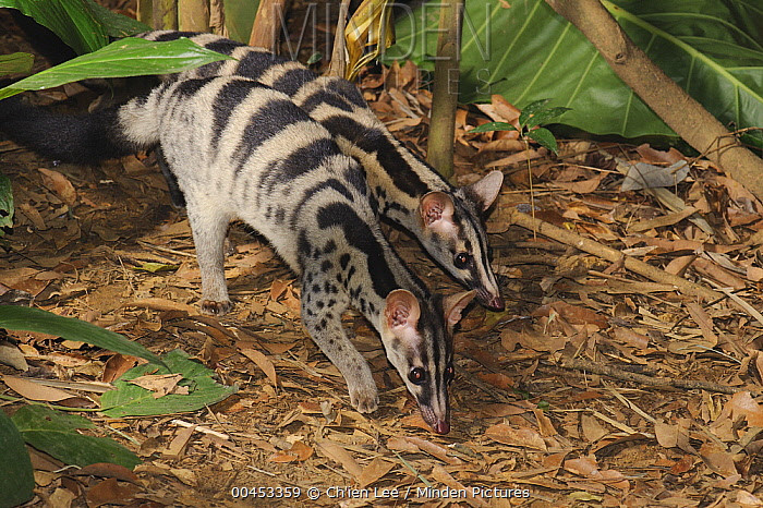 Trên thế giới, cầy vằn bắc phân bố ở Tây Nam Trung Quốc, Lào. Ảnh: mindenpictures.