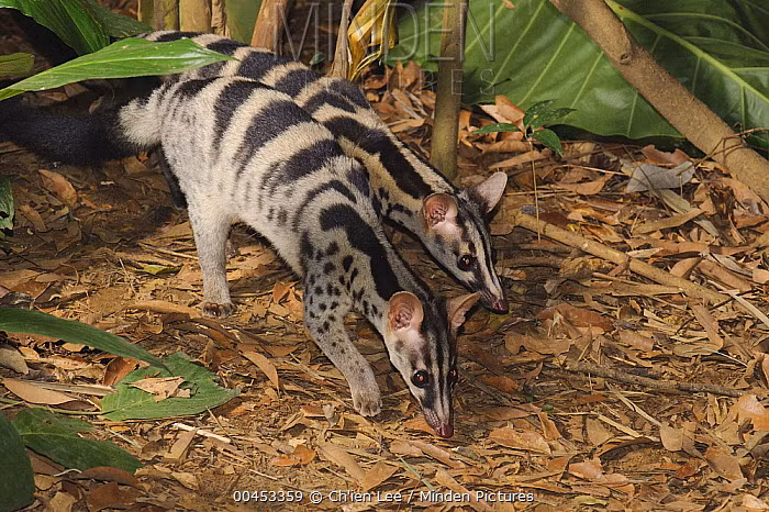 Trên thế giới, cầy vằn bắc phân bố ở Tây Nam Trung Quốc, Lào. Ảnh: mindenpictures.