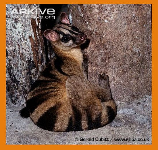 Đặc điểm nổi bật của cầy vằn bắc khác với cầy vằn nam là có nhiều đốm đen ở sườn và đùi (cầy vằn nam không có đốm). Ảnh: kiemlamangiang.