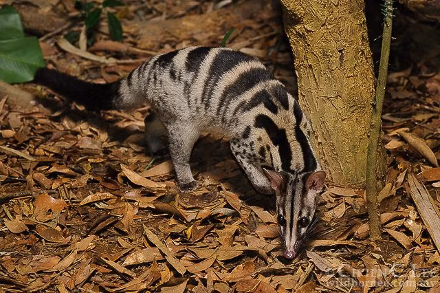 Mùa sinh sản của cầy vằn bắc từ tháng tháng 2 - 4; mỗi lứa đẻ 2 - 3 con; thời gian mang thai từ 60- 68 ngày. Ảnh: pinimg.