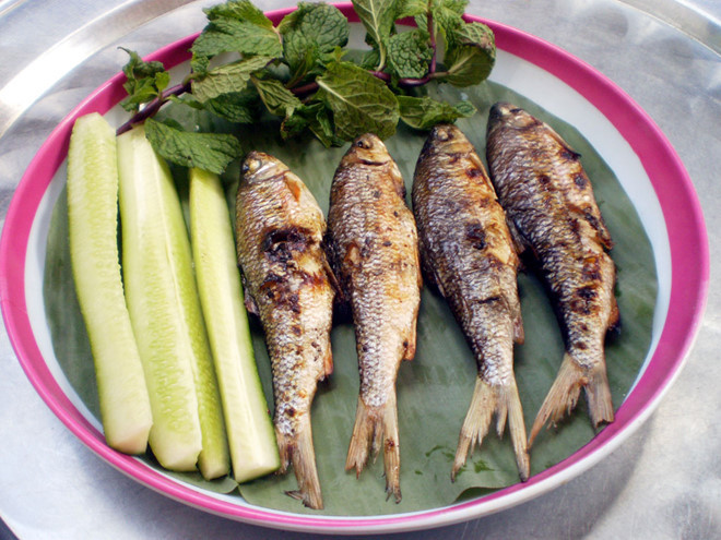 Cá niên có hình dáng hơi giống cá chép nhưng thân mình thon thả hơn, có màu ánh bạc và phần vây pha chút màu vàng nhạt, óng ánh dưới ánh nắng mặt trời. Ảnh: thanhnien.