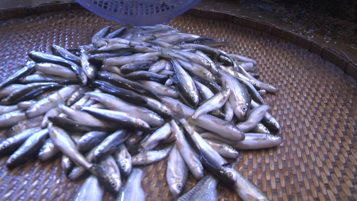 Cá niên chỉ trú ngụ ở những con sông, con suối có dòng nước chảy, nước trong và nhiều đá tận thượng nguồn. Ảnh: namtramy.