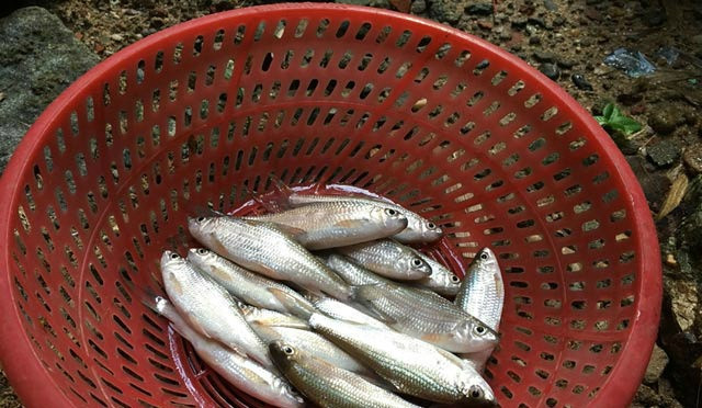 Cá niên kiếm ăn vào ban đêm. Thức ăn của nó là rong, rêu hoặc các con vật nhỏ ở các tảng, vách đá dưới lòng sông, suối. Ảnh: tinmoi.